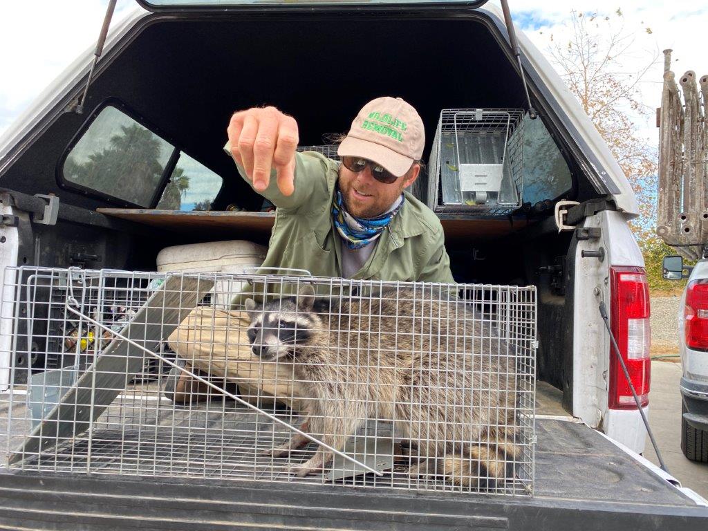 Fort Worth raccoon trapping